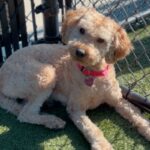 An image of Agatha. Agatha is a Retriever, Golden/Poodle, Standard.