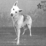 An image of Panda. Panda is a Husky, Siberian.