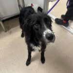 An image of Parker. Parker is a Collie, Border.