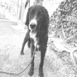 An image of Parker. Parker is a Collie, Border.