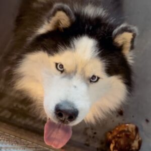 An image of Goon. Goon is a Malamute, Alaskan.