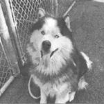 An image of Goon. Goon is a Malamute, Alaskan.