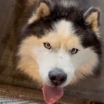 An image of Goon. Goon is a Malamute, Alaskan.