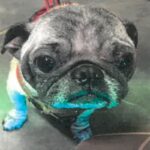 An image of Murphy. Murphy is a Pug.