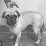 An image of Chester. Chester is a Pug.