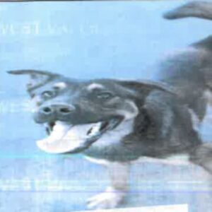 An image of Etti. Etti is a Malinois, Belgian.