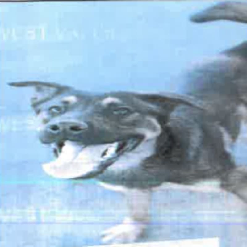 An image of Etti. Etti is a Malinois, Belgian.