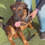 An image of Etti. Etti is a Malinois, Belgian.