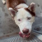 An image of Moon. Moon is a Husky, Siberian.