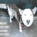 An image of Moon. Moon is a Husky, Siberian.