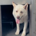 An image of Zayna. Zayna is a Husky, Siberian.