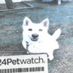 An image of Zayna. Zayna is a Husky, Siberian.