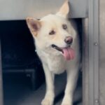 An image of Zayna. Zayna is a Husky, Siberian.