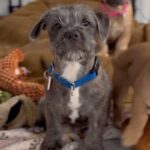 An image of Charlie. Charlie is a Terrier, Border.