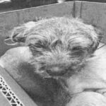 An image of Charlie. Charlie is a Terrier, Border.