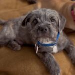 An image of Charlie. Charlie is a Terrier, Border.