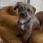 An image of Charlie. Charlie is a Terrier, Border.