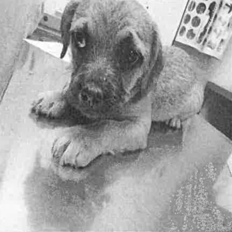 An image of Lama. Lama is a Terrier, Border.