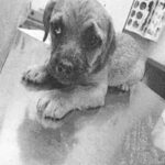 An image of Lama. Lama is a Terrier, Border.