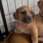 An image of Lama. Lama is a Terrier, Border.