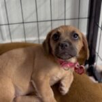 An image of Lama. Lama is a Terrier, Border.