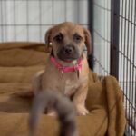 An image of Lama. Lama is a Terrier, Border.