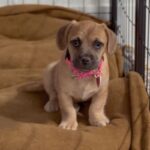 An image of Lama. Lama is a Terrier, Border.