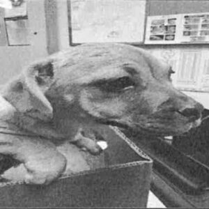 An image of Sister. Sister is a Terrier, Border.