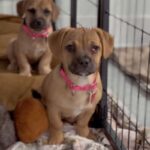 An image of Sister. Sister is a Terrier, Border.