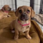 An image of Sister. Sister is a Terrier, Border.