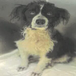 An image of Nori. Nori is a Spaniel, Cocker.