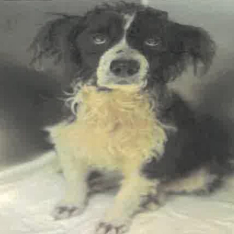 An image of Nori. Nori is a Spaniel, Cocker.