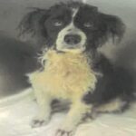 An image of Nori. Nori is a Spaniel, Cocker.