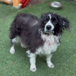 An image of Nori. Nori is a Spaniel, Cocker.