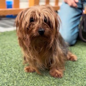 An image of Archibald. Archibald is a Terrier, Yorkshire, Yorkie.