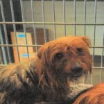 An image of Archibald. Archibald is a Terrier, Yorkshire, Yorkie.