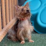 An image of Mary. Mary is a Terrier, Yorkshire, Yorkie.