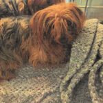 An image of Mary. Mary is a Terrier, Yorkshire, Yorkie.