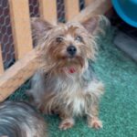 An image of Mary. Mary is a Terrier, Yorkshire, Yorkie.