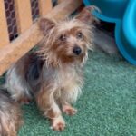 An image of Mary. Mary is a Terrier, Yorkshire, Yorkie.