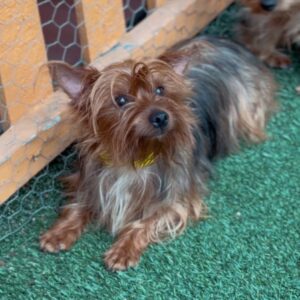 An image of Muffin. Muffin is a Terrier, Yorkshire, Yorkie.