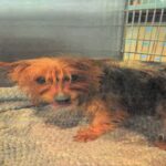 An image of Muffin. Muffin is a Terrier, Yorkshire, Yorkie.