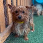 An image of Muffin. Muffin is a Terrier, Yorkshire, Yorkie.