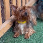 An image of Muffin. Muffin is a Terrier, Yorkshire, Yorkie.