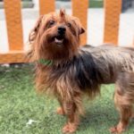An image of Willamena. Willamena is a Terrier, Yorkshire, Yorkie.