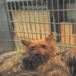 An image of Willamena. Willamena is a Terrier, Yorkshire, Yorkie.