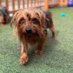 An image of Willamena. Willamena is a Terrier, Yorkshire, Yorkie.