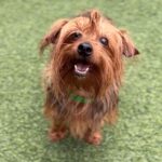 An image of Willamena. Willamena is a Terrier, Yorkshire, Yorkie.