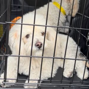 An image of Terry. Terry is a Poodle, Miniature.