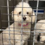 An image of Terry. Terry is a Poodle, Miniature.